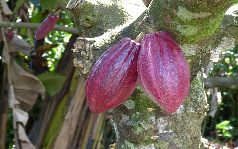 CACAO : la Bourse de Moscou commence à négocier des contrats à terme sur le cacao