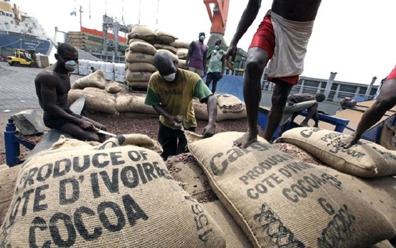 CACAO : le CCC va sanctionner les traders qui surpayent le kg de fèves sur plainte des…